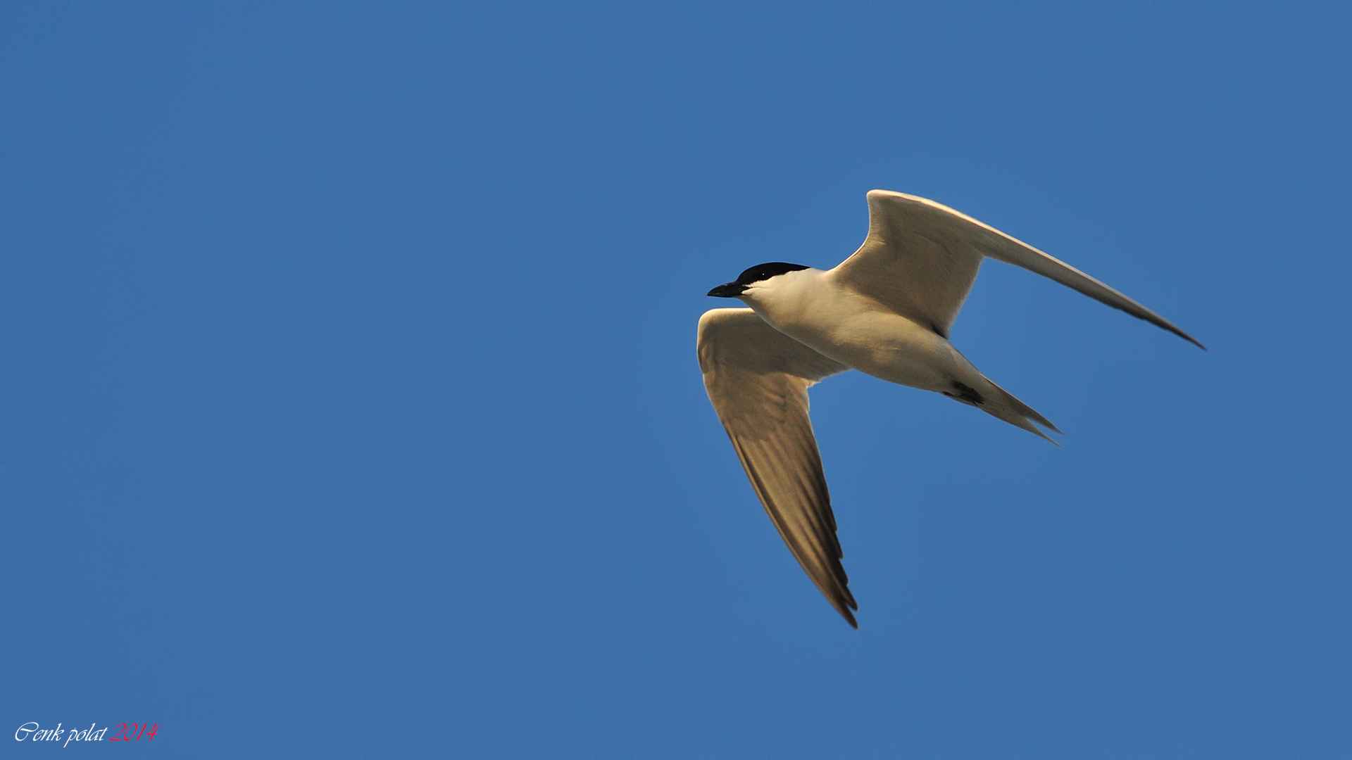 Gull-billed Tern
